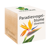 Feel Green ecocube "Paradiesvogelblume"