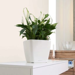 Lechuza Macetero QUADRO Premium LS 28