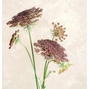 Jora Dahl Daucus Carota 