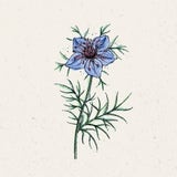 Czarnuszka hiszpańska „Midnight“ Nigella hispanica