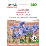 Fiore Perenne - Valeriana Greca Bio Himmelsleiter
