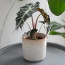 Garden Trading Vaso 