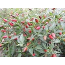 ReinSaat Thai Chili - 1 pkt.