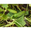 ReinSaat Cornichon 