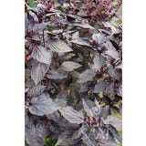 ReinSaat Basilicum Rosso