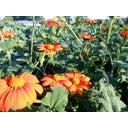 ReinSaat Mexicaanse Zonnebloem - 1 Verpakking