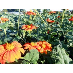 ReinSaat Mexicaanse Zonnebloem - 1 Verpakking