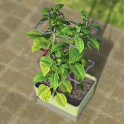 Paul Potato Charly Chili - Planter