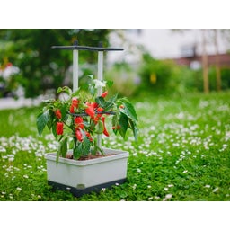 Paul Potato Charly Chili - Planter