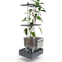 Paul Potato Charly Chili - Planter