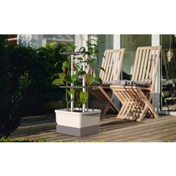 Paul Potato Charly Chili - Planter