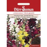 Dürr Samen Odolin Tetra Mix