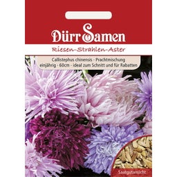 Dürr Samen Riesen-Strahlen-Aster - 1 Pkg