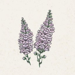 Antirrhinum majus 