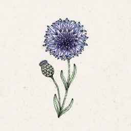 Korenbloem 