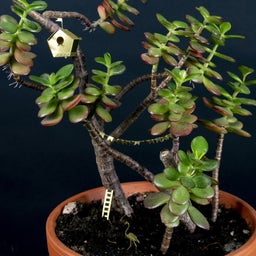 Botanopia Mini Bird House for Plants - 1 item