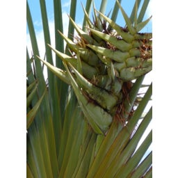 TROPICA Az utazók pálmája - 1 csomag