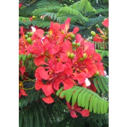 TROPICA Flammenbaum - 1 Pkg