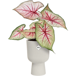 elho vibes fold coupe, 14 cm - Bianco seta