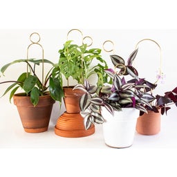 Supporto Oro per Piante Rampicanti - Mini Plant Stake