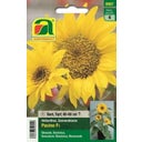 AUSTROSAAT Mix di Girasoli - Pacino - 1 conf.