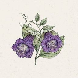 Jora Dahl Klokwinde Violett Cobaea Scandens - 1 Verpakking