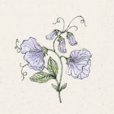 Dišeči grahor Lathyrus Odoratus "spring sunshine light blue"