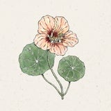 Indiankrasse "Salmon Gleam" Tropaeolum majus