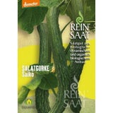 ReinSaat Concombre Saikó