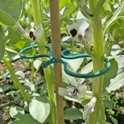 Anneaux pour Plantes 