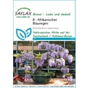 Saflax Bonsai - Afrikaanse Blauwe Regen - 1 Verpakking