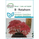 Saflax Bonsai - Rode Esdoorn - 1 Verpakking