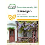 Saflax Blauregen