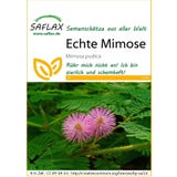 Saflax Echte Mimose