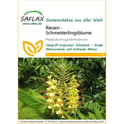 Saflax Reuze Vlinderbloem - 1 Verpakking