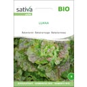 Sativa Laitue Batavia Rouge Bio 