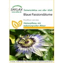 Passiflore Bleue