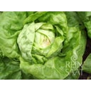 Lechuga - May Queen
