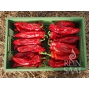 ReinSaat Paprika 