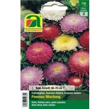 AUSTROSAAT Aster de Chine "Pommax Mischung"