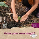Magic Garden Seeds Kitajska zdravilna zelišča - set semen - 1 set.