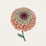 Cinija 'Queen Lime Orange' Zinnia Elegans