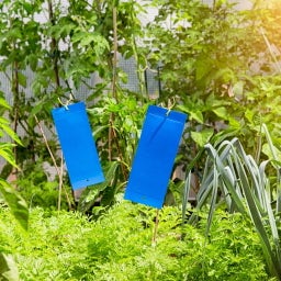 Windhager Blauwe Kaartjes met Hanger - 10 stuks
