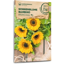 Samen Maier Girasol Bio - Bambino