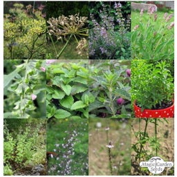 Magic Garden Seeds Zelfgemaakte Kruidenthee - Zadeset