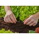 GARDENA Micro-Drip-System T-Stück 4,6 mm (3/16