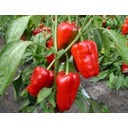 De Bolster Peperone Lungo Rosso 