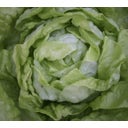 De Bolster Kopfsalat 
