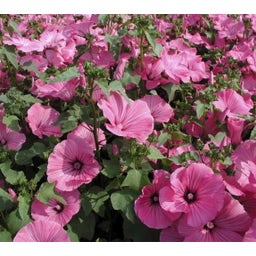 De Bolster Annual Mallow - 3 grams