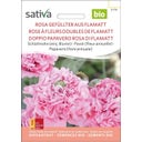Pavot Bio 
